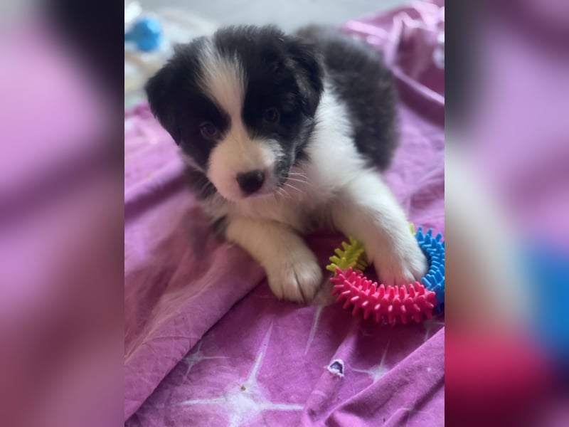 Supersüsse Australian Shepherd Welpen