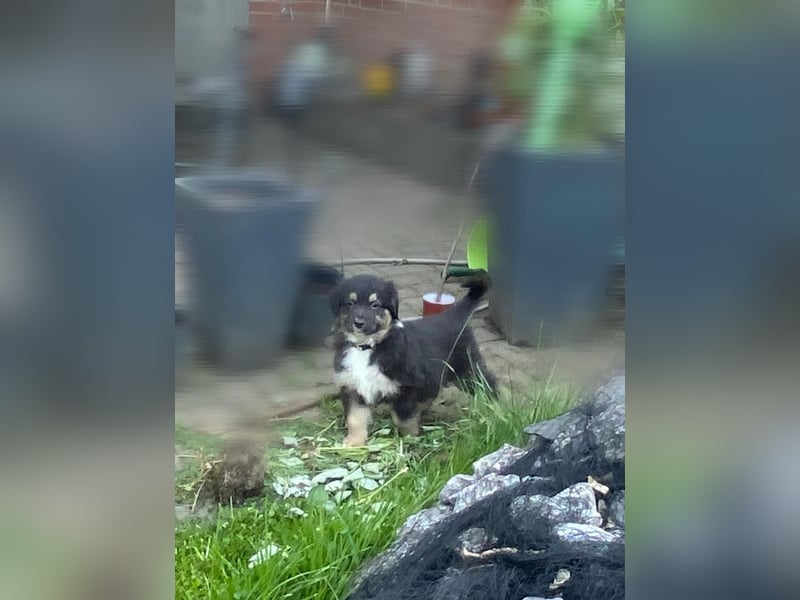 Diese süßen Australian Shepherd Fellnasen