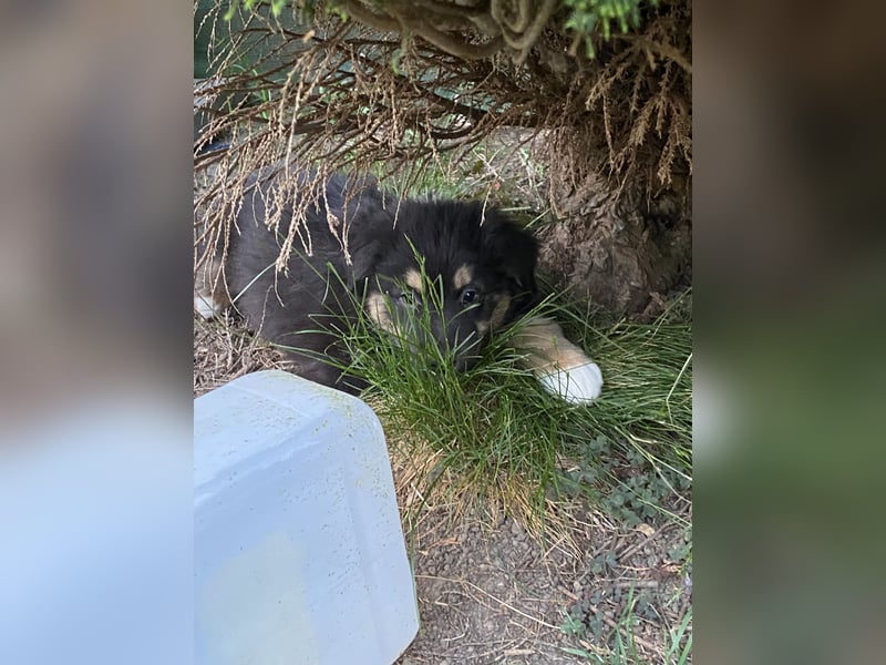 Supersüsse Australian Shepherd Welpen in der Farbe