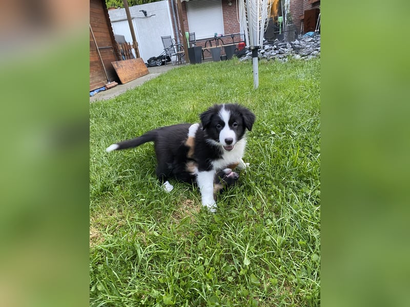Supersüsse Australian Shepherd Welpen in der Farbe