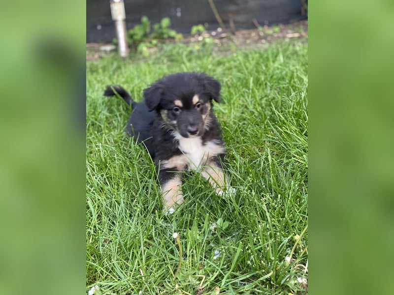 Supersüsse Australian Shepherd Welpen in der Farbe
