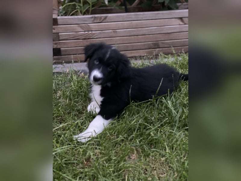 Supersüsse Australian Shepherd Welpen in der Farbe