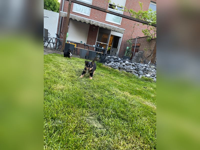 Diese süßen Australian Shepherd Fellnasen