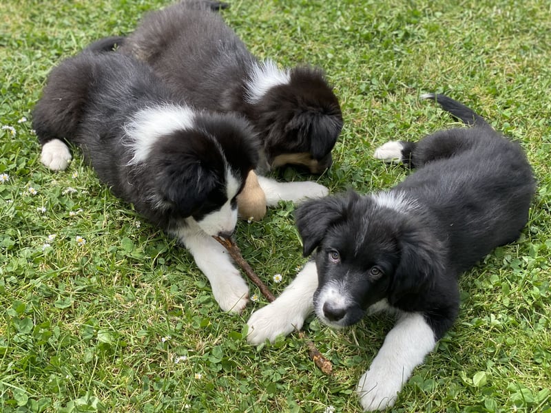 Ab sofort suchen wir süßen Australian Shepherds