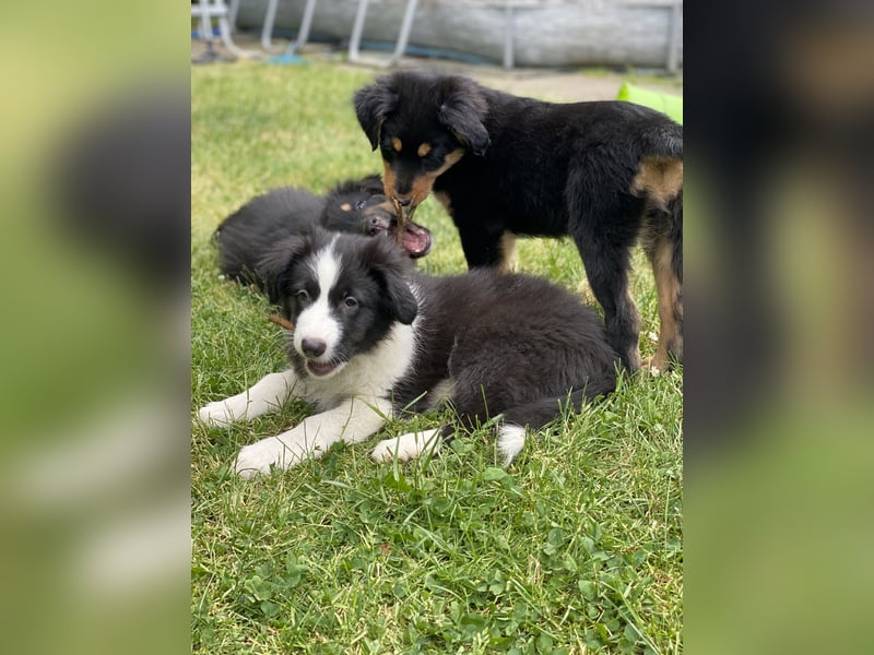 Ab sofort suchen wir süßen Australian Shepherds