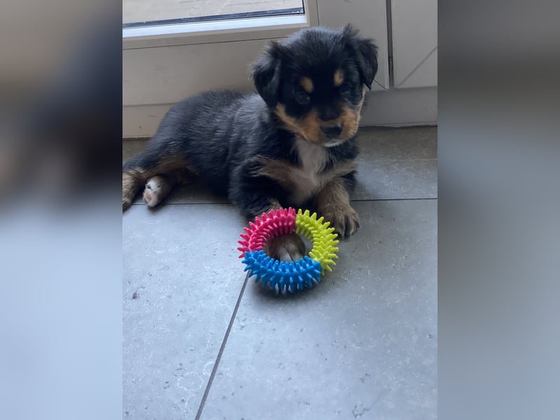 Supersüsse Australian Shepherd Welpen