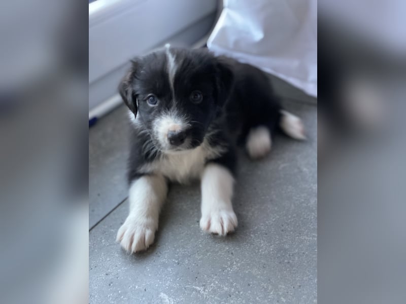 Supersüsse Australian Shepherd Welpen