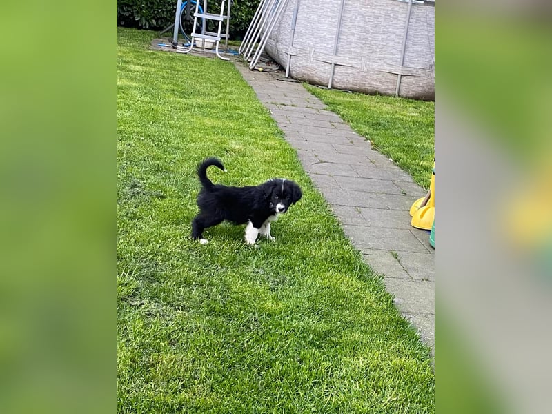 Diese süßen Australian Shepherd Fellnasen