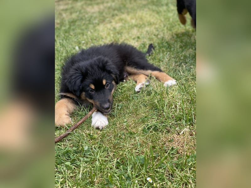 Ab sofort suchen wir süßen Australian Shepherds