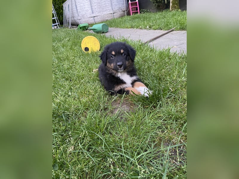 Supersüsse Australian Shepherd Welpen in der Farbe
