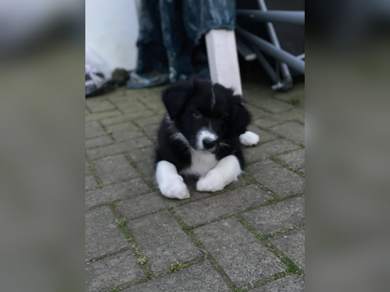 Supersüsse Australian Shepherd Welpen in der Farbe