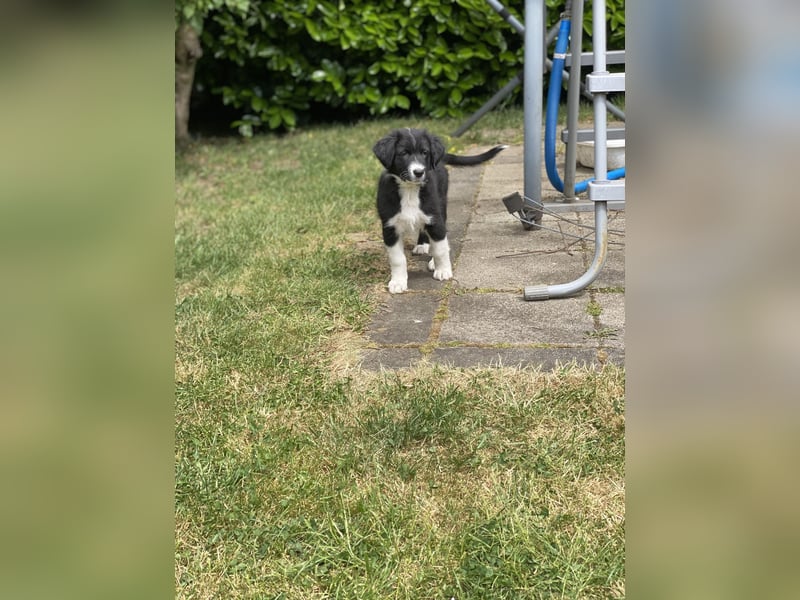 Ab sofort suchen wir süßen Australian Shepherds