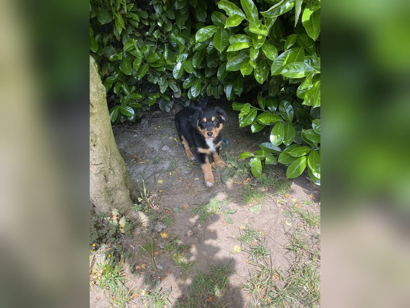 Ab sofort suchen wir süßen Australian Shepherds