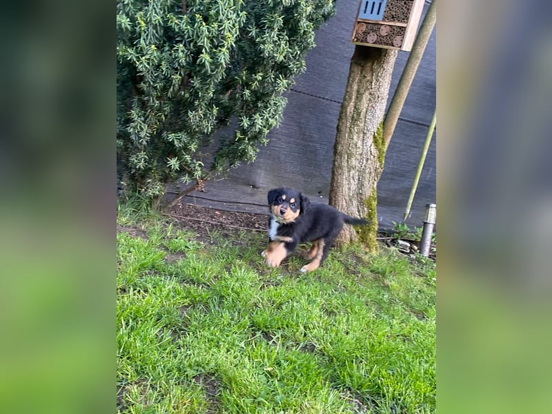 Diese süßen Australian Shepherd Fellnasen