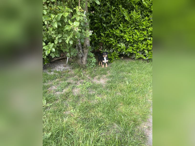 Ein liebevolles neues Zuhause suchen diese