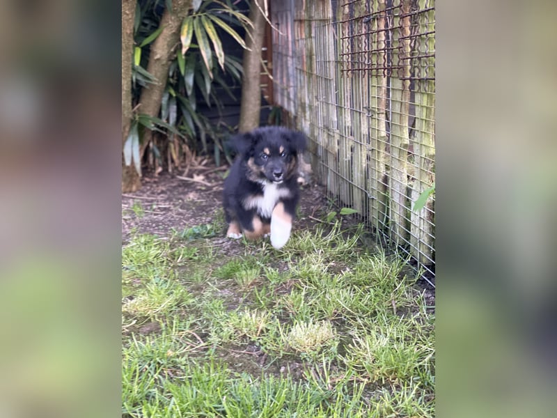 Diese süßen Australian Shepherd Fellnasen