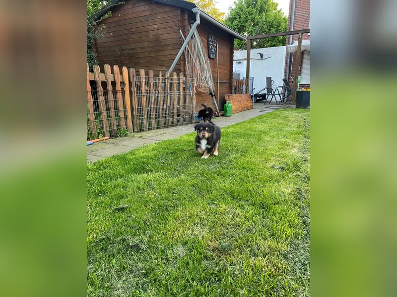 Diese süßen Australian Shepherd Fellnasen