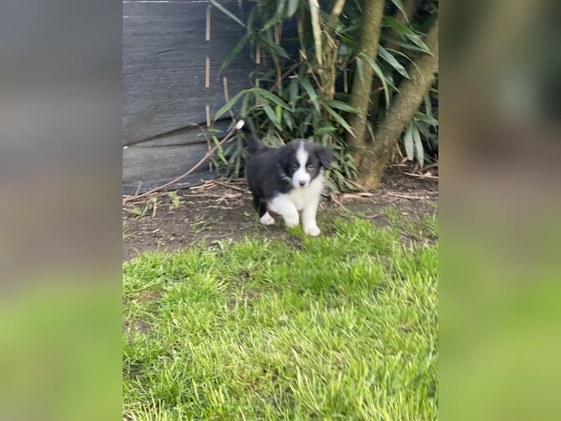 Diese süßen Australian Shepherd Fellnasen
