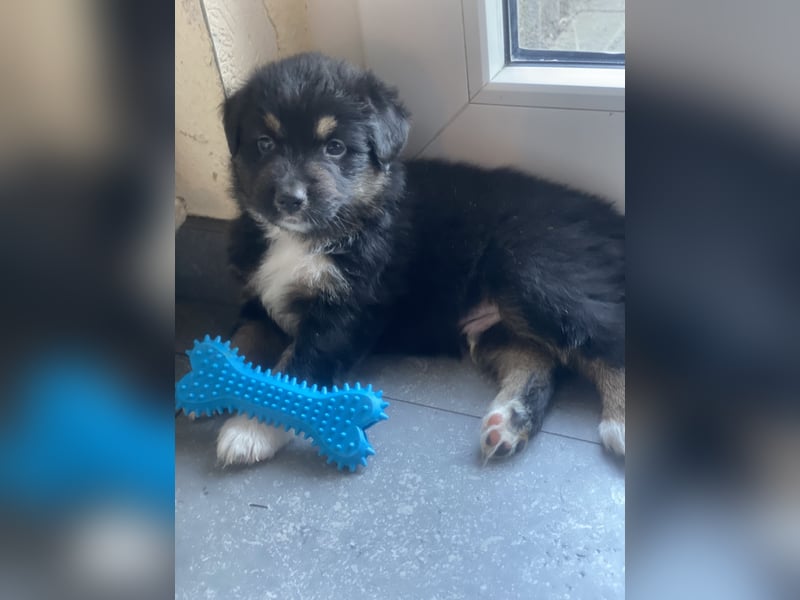 Supersüsse Australian Shepherd Welpen