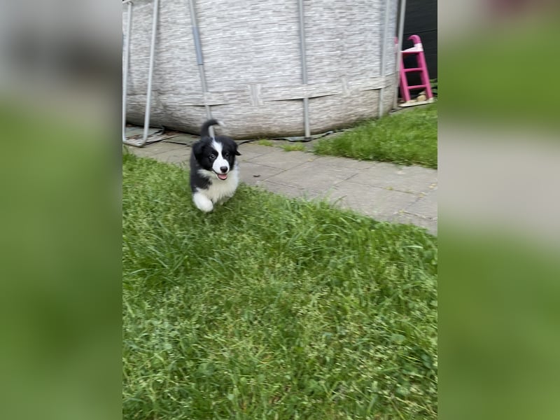 Supersüsse Australian Shepherd Welpen in der Farbe