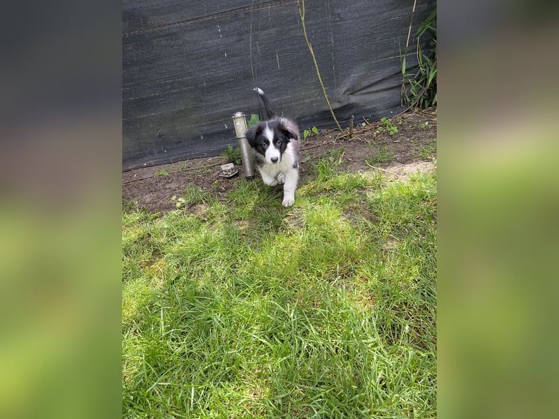 Ab sofort suchen wir süßen Australian Shepherds
