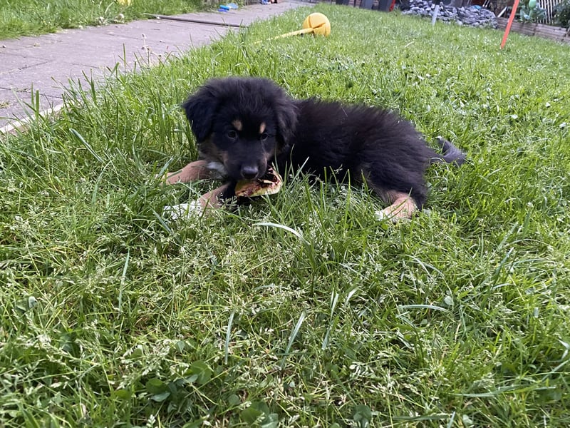 Supersüsse Australian Shepherd Welpen in der Farbe