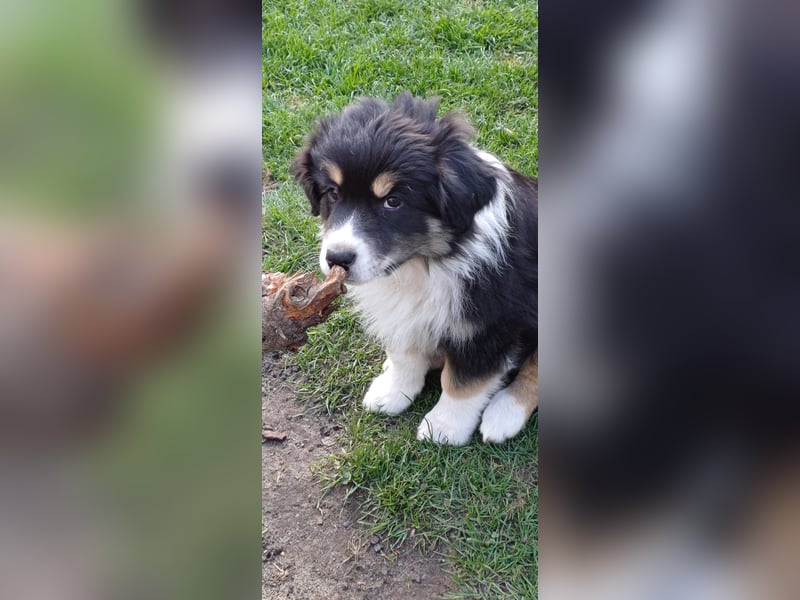 Australian Shepherd Welpe