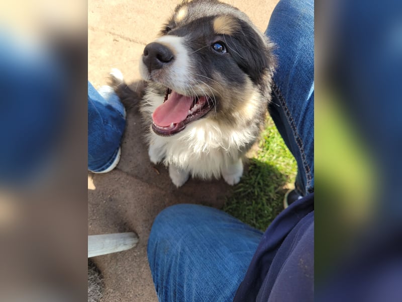 Australian Shepherd Welpe