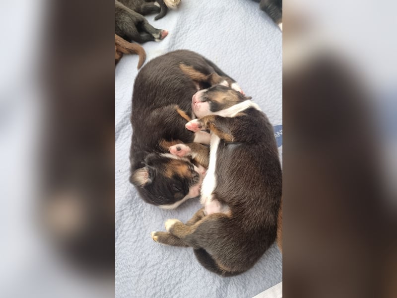 Australian Shepherd Wurfankündigung