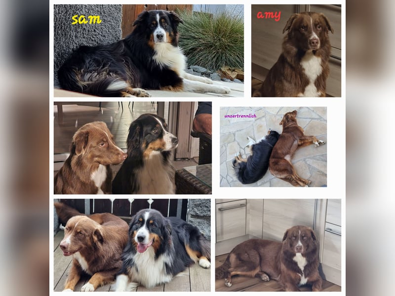 Australian Shepherd Wurfankündigung