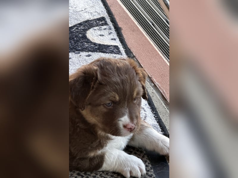 Australien Sheperd Welpen Geboren am 25.03.25 Näh München