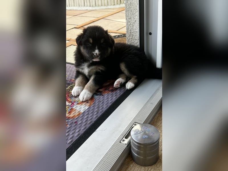 Australien Sheperd Welpen Geboren am 25.03.25 Näh München
