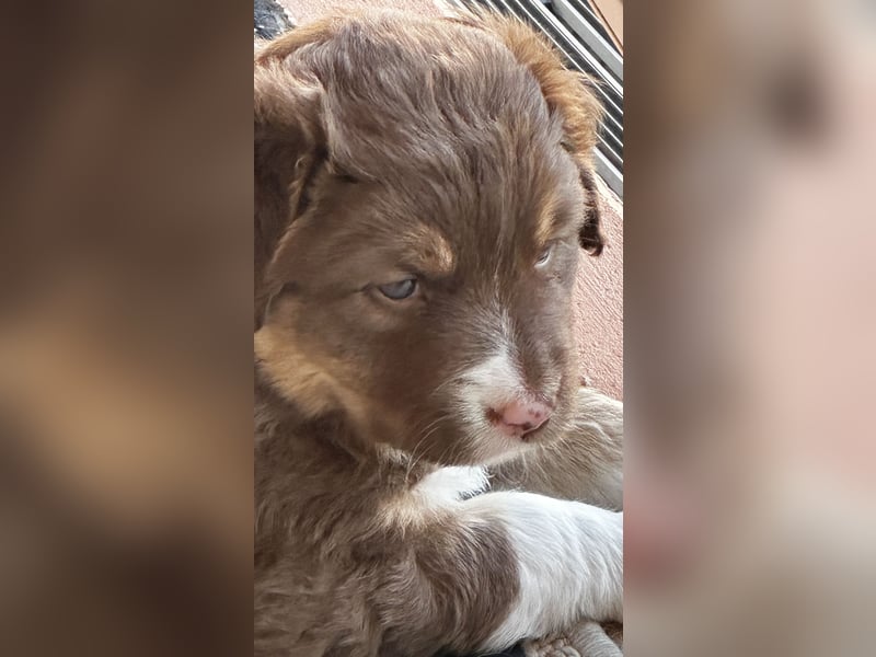 Australien Sheperd Welpen Geboren am 25.03.25 Näh München