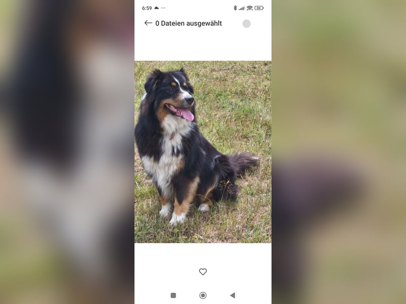Australien Shepherd, 4 Jahre, abzugeben
