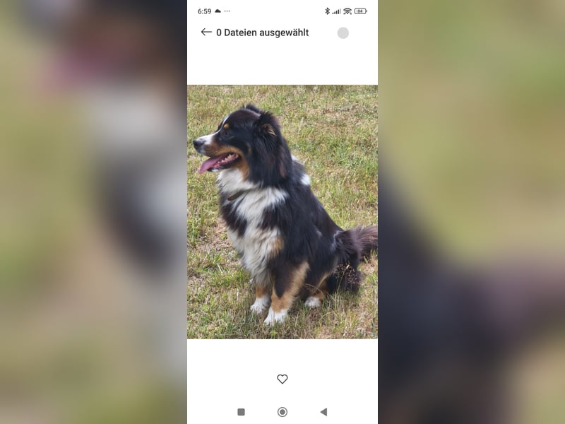 Australien Shepherd, 4 Jahre, abzugeben