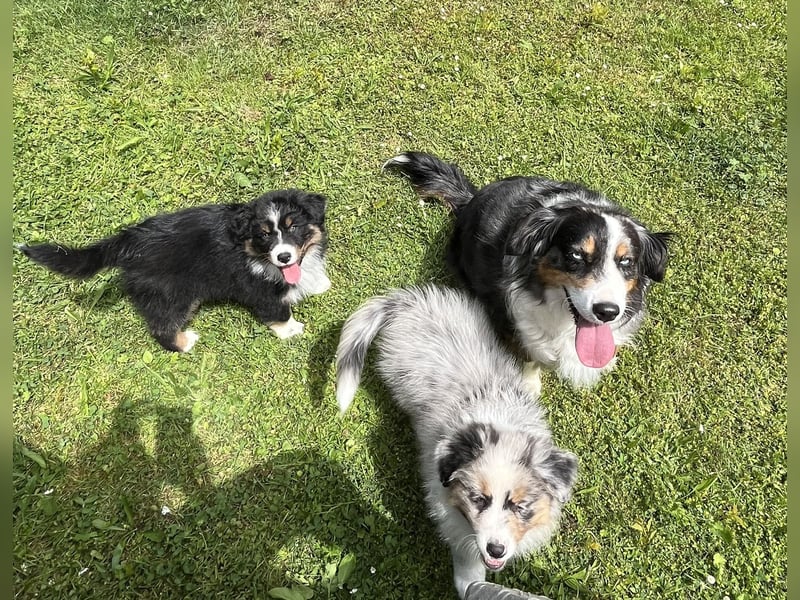 Bezaubernde Australian Shepherd Welpen, ASCA, Impf, Chip + EU Pass