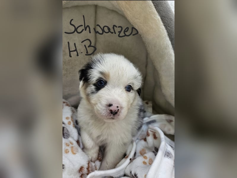 Australian Shepherd Welpen aus Niederbayern