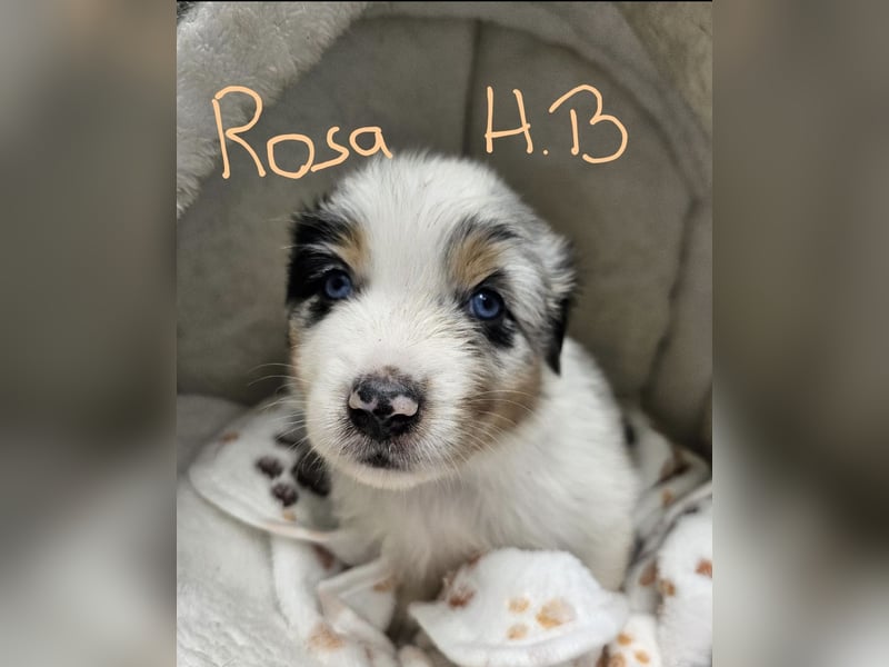 Australian Shepherd Welpen aus Niederbayern