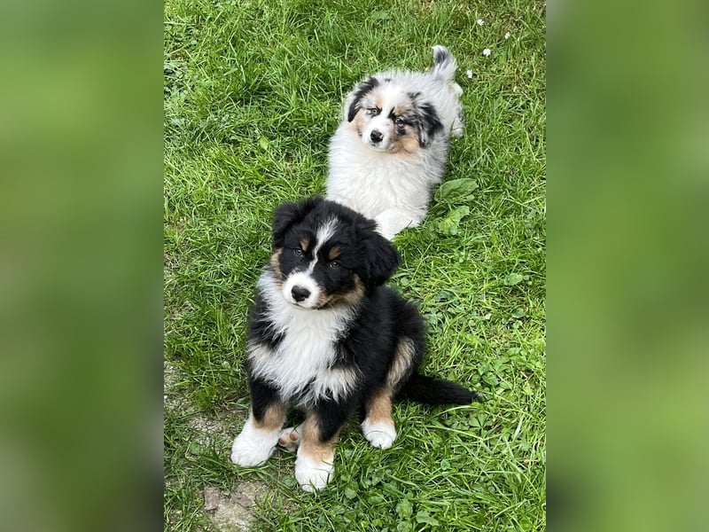 Bezaubernde Australian Shepherd Welpen, ASCA, Impf, Chip + EU Pass