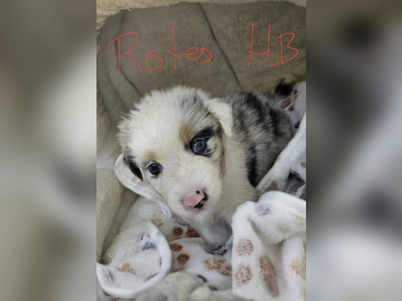 Australian Shepherd Welpen aus Niederbayern