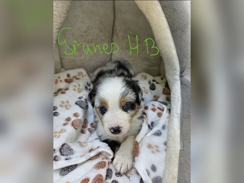 Australian Shepherd Welpen aus Niederbayern