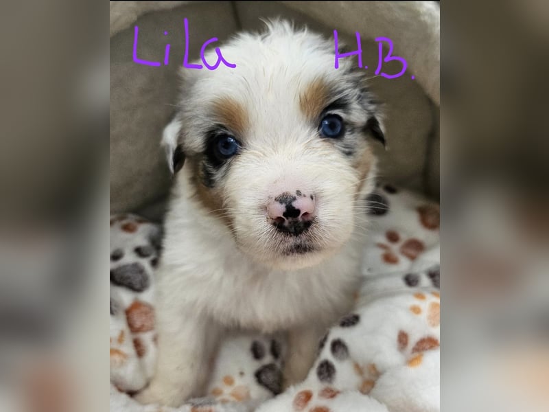 Australian Shepherd Welpen aus Niederbayern