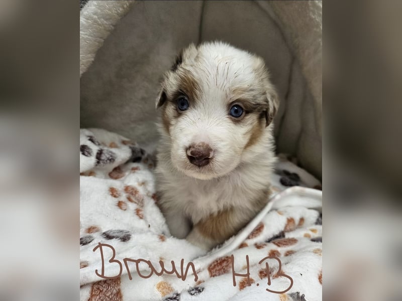 Australian Shepherd Welpen aus Niederbayern