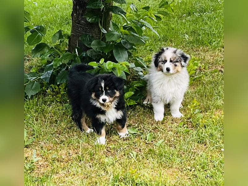 Bezaubernde Australian Shepherd Welpen, ASCA, Impf, Chip + EU Pass