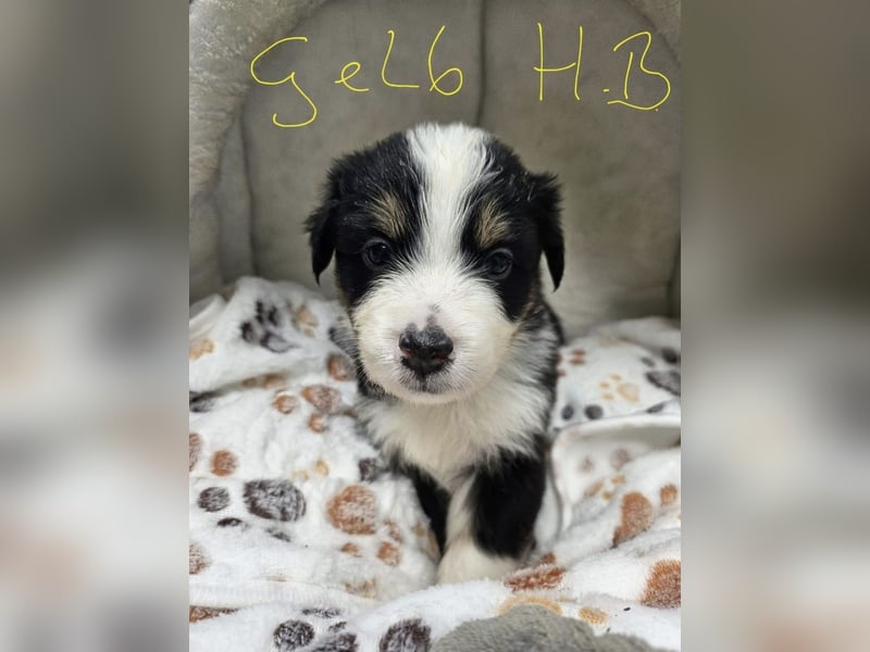 Australian Shepherd Welpen aus Niederbayern