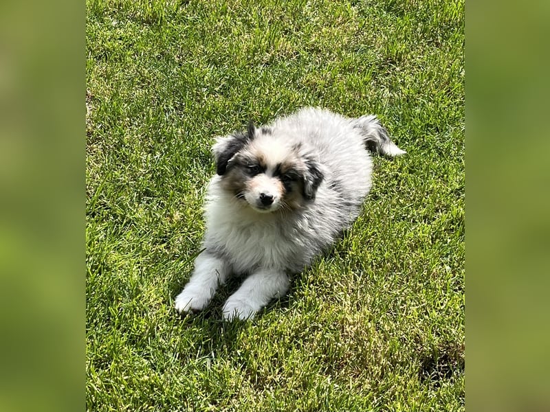 Bezaubernde Australian Shepherd Welpen, ASCA, Impf, Chip + EU Pass
