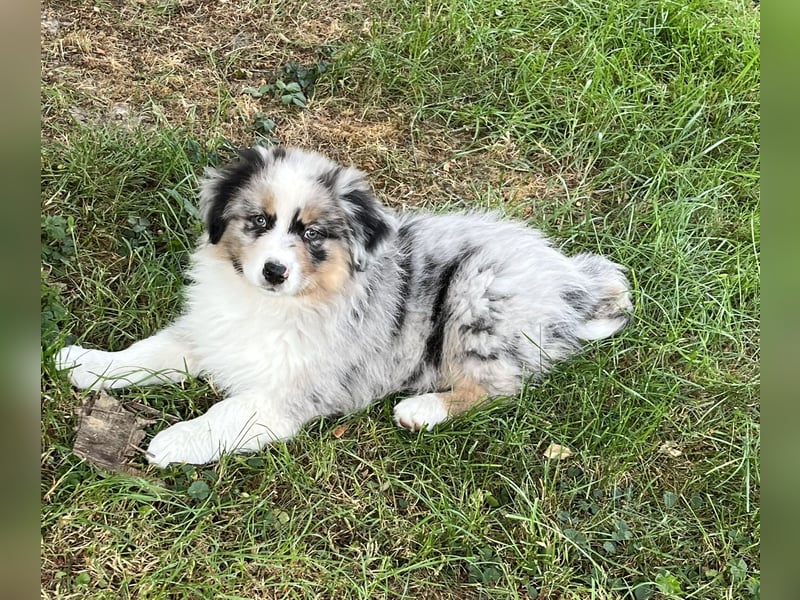 Bezaubernde Australian Shepherd Welpen, ASCA, Impf, Chip + EU Pass