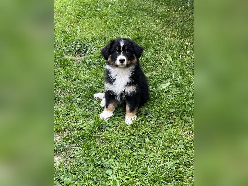 Bezaubernde Australian Shepherd Welpen, ASCA, Impf, Chip + EU Pass