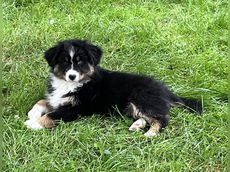 Bezaubernde Australian Shepherd Welpen, ASCA, Impf, Chip + EU Pass