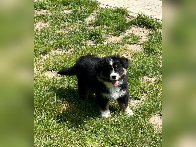 Bezaubernde Australian Shepherd Welpen, ASCA, Impf, Chip + EU Pass